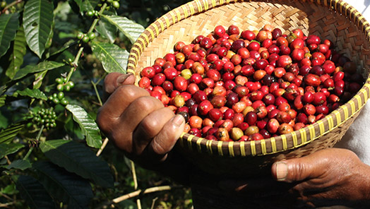 La production et la fabrication du café vert