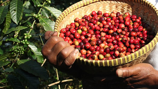 La producción y la elaboración  del café verde